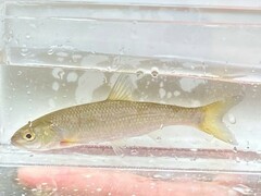 Semotilus corporalis