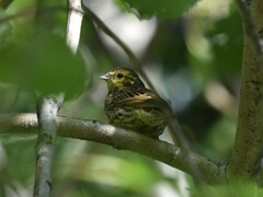 Emberiza citrinella