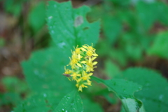 Solidago flexicaulis