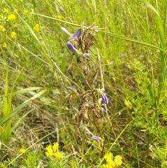 Campanula sibirica