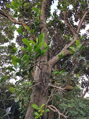 Artocarpus heterophyllus