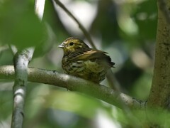 Emberiza citrinella