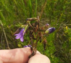 Campanula sibirica