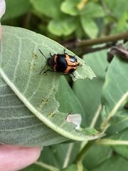 Labidomera clivicollis
