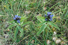 Gentiana cruciata