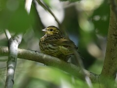 Emberiza citrinella