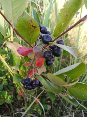 Aronia mitschurinii