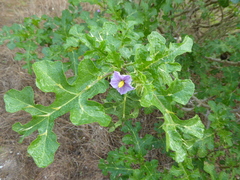Solanum linnaeanum