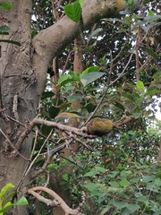 Artocarpus heterophyllus