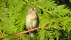 Vireo huttoni