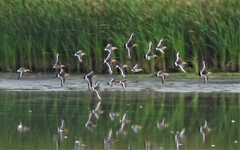 Limosa limosa