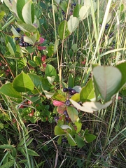 Aronia mitschurinii