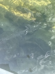 Ginglymostoma cirratum