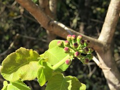 Caryocar brasiliense