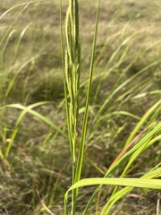 Sporobolus michauxianus