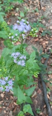 Eupatorieae
