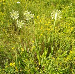 Allium nutans