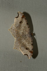 Macaria alternata