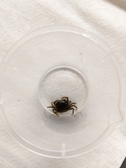 Rhithropanopeus harrisii