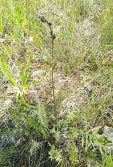 Oxytropis strobilacea