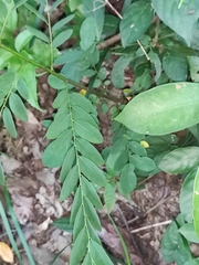 Phyllanthus urinaria