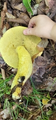 Retiboletus ornatipes