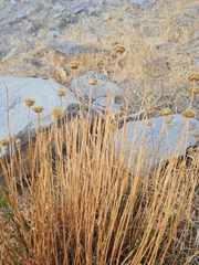 Santolina rosmarinifolia