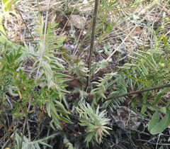 Oxytropis strobilacea