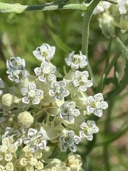 Asclepias subverticillata