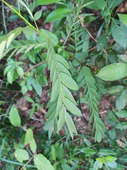 Phyllanthus urinaria