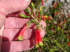 Erica discolor