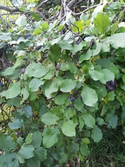 Prunus spinosa