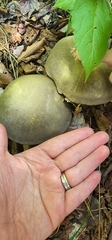 Retiboletus ornatipes