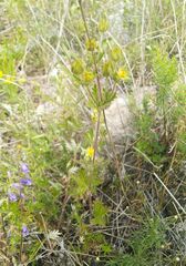 Potentilla longifolia