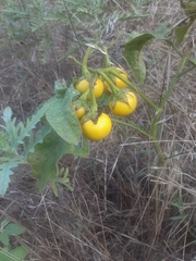 Solanum dimidiatum