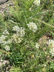 Asclepias subverticillata