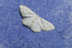 Idaea subsericeata