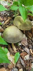 Retiboletus ornatipes