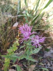 Centaurea phrygia