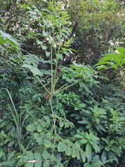 Aralia decaisneana