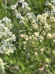 Asclepias subverticillata