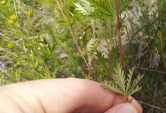 Potentilla longifolia