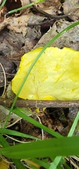 Retiboletus ornatipes