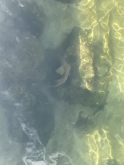 Ginglymostoma cirratum