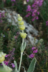 Sideritis taurica