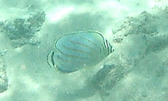 Chaetodon ornatissimus