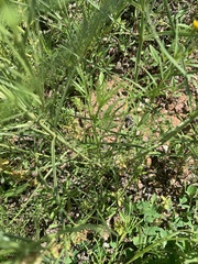 Asclepias subverticillata