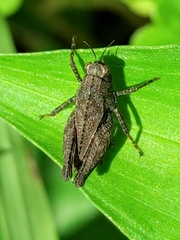 Tettigidea