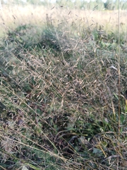Agrostis capillaris