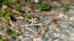Micranthes ferruginea